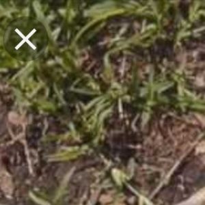 Meet your Posher, Devin